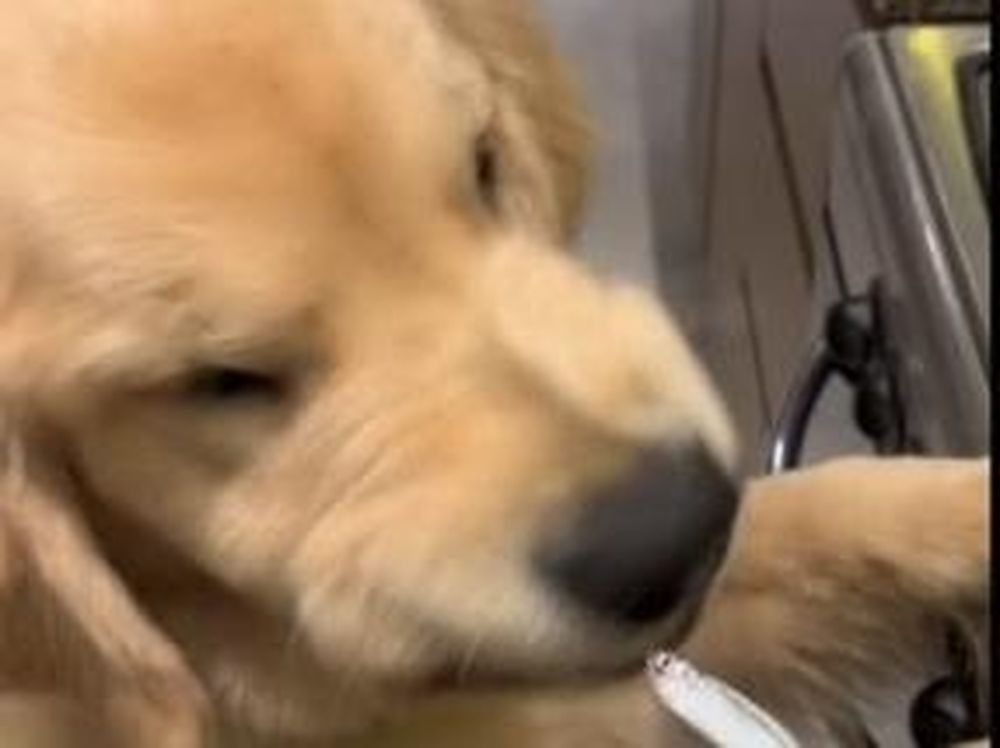 Intentó darle de comer cornalitos a su perro y su reacción se volvió viral