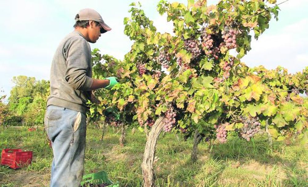 Terminada la cosecha, San Juan tuvo un 19% de merma en uvas