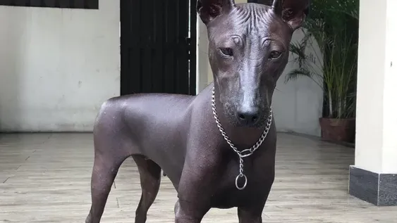 ¿El perro es real o estatua?, el nuevo reto viral