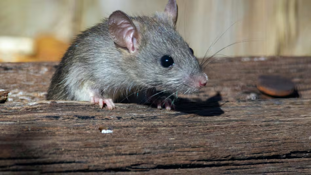 Hantavirus.