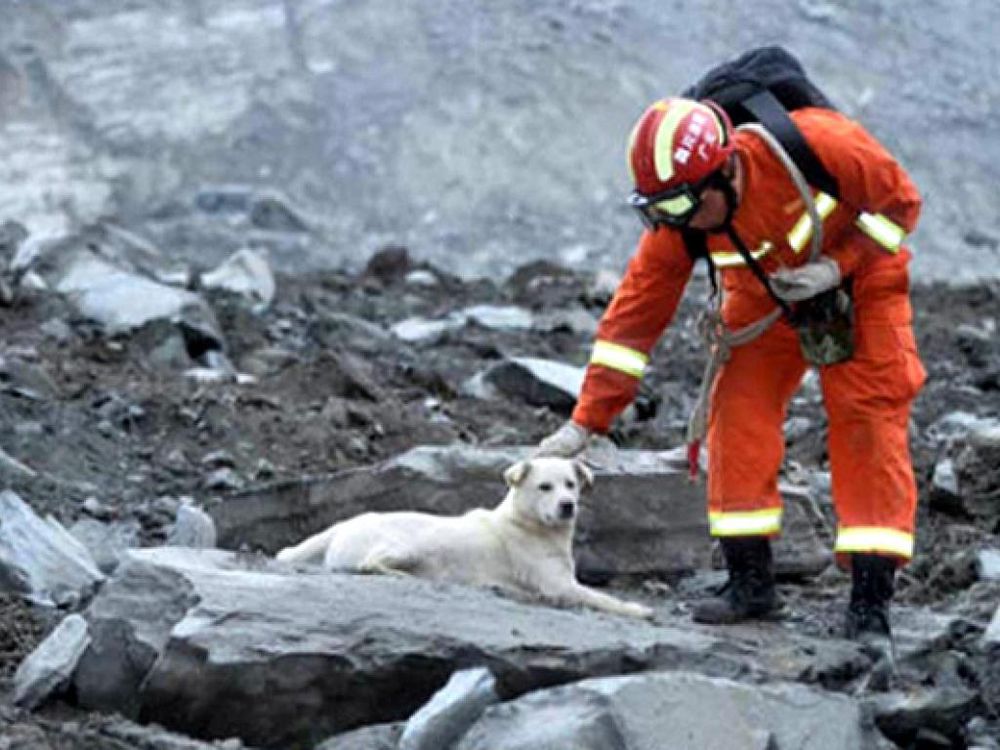 Seis consejos para elegir bien tu primera mascota
