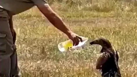 Incendios en Corrientes: la tierna reacción de un oso melero al recibir agua de un rescatista