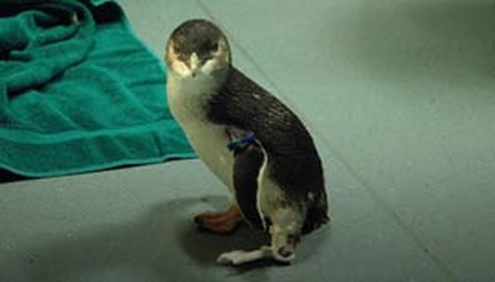 Un pingüino volvió a caminar gracias a una prótesis 3D