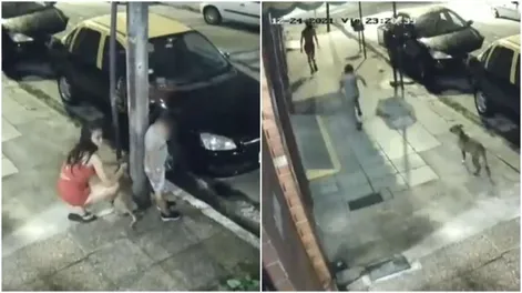 Una mujer ató a un perro a un poste y lo abandonó en plena Navidad