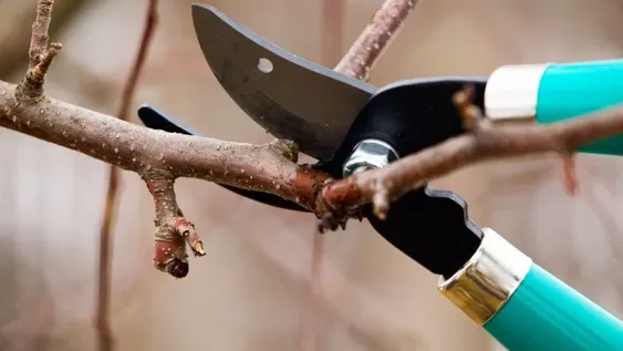 Tiempo de Poda. Tijeras afiladas.