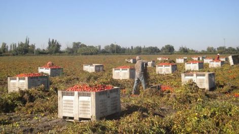 El II Encuentro Argentino del Tomate es el 16 y 17 de junio