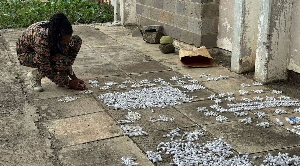 hormigas reina contrabando