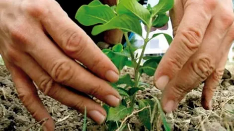 Diario de Cuyo | prohuerta1_crop1678600364563 728x548.webp