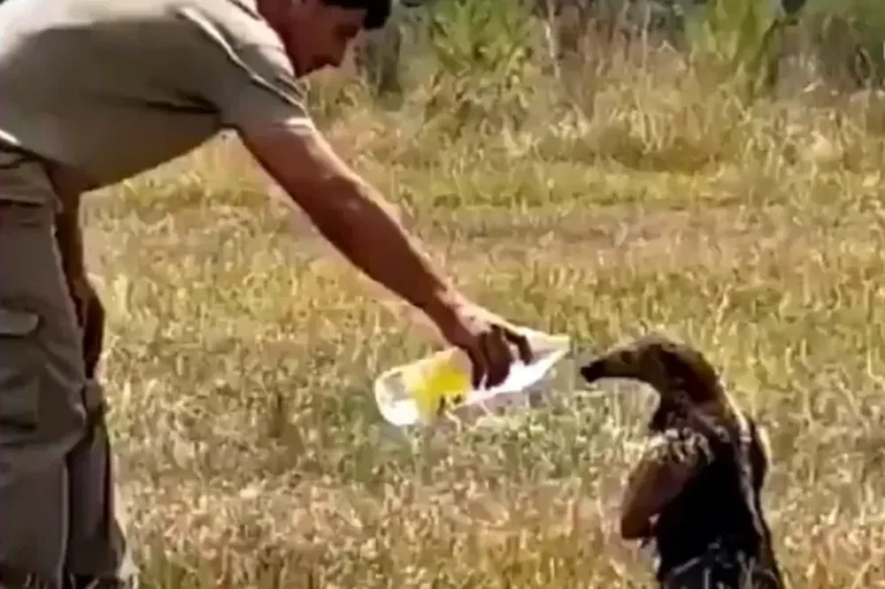 Incendios en Corrientes: la tierna reacción de un oso melero al recibir agua de un rescatista