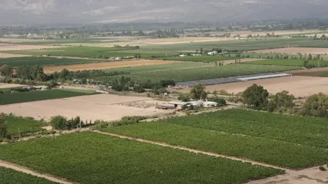 La vendimia 2023 tiene un 21% menos de blancas que en 2012