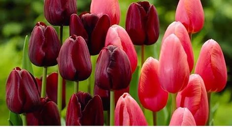 trevelin se viste de flores en primavera: el pueblo patagonico que sorprende con tulipanes, lagos turquesa y herencia galesa