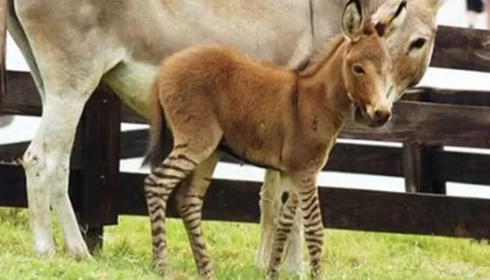 Nace “cebrurro”, híbrido de cebra y burro, en reserva de Georgia