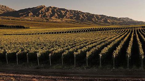 PRIORIDAD. Empezaron con el sector vitícola por la cantidad de hectáreas y porque tuvieron en cuenta que es un sector muy complejo, por la cantidad de integrantes y procesos.