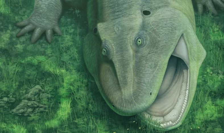 Descubren en Brasil un fósil prehistórico con una extraña mandíbula torcida