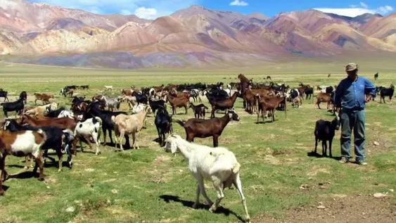 Piden más control para evitar el ingreso de ganado chileno a valles calingastinos