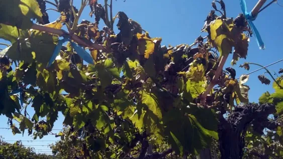 Una helada tardía de hasta -1,8° causó alarma en el sector viñatero