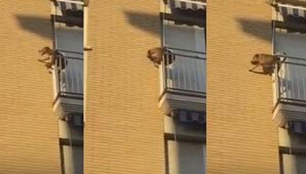 Desesperado, un perro se lanzó al vacío tras ser encerrado horas por sus dueños en un balcón