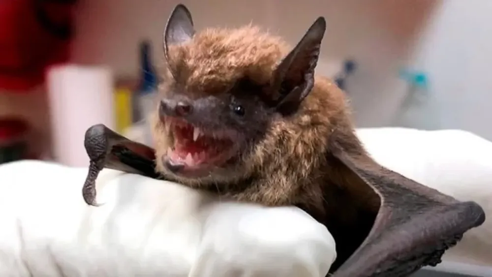 Detectaron un murciélago con rabia: recomiendan vacunar a mascotas