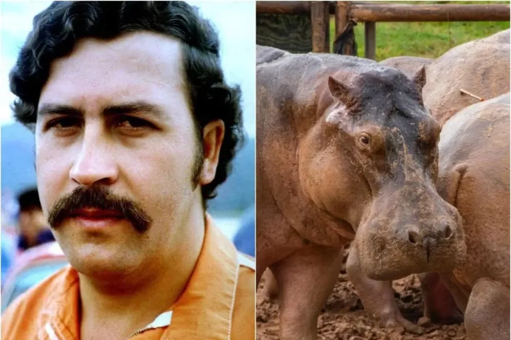 Colombia matará a hipopótamos de Pablo Escobar que se convirtieron en plaga