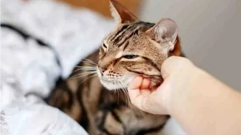 Una mujer le pidió el divorcio a su esposo por regalar el gato sin su autorización