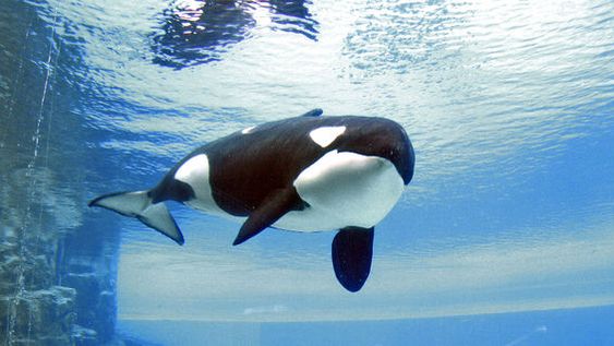 [VIDEO] Graban a la orca “más solitaria del mundo” golpeándose contra su estanque