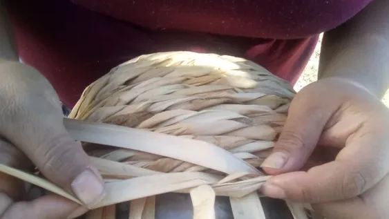 Totora, la materia prima sanjuanina que resiste