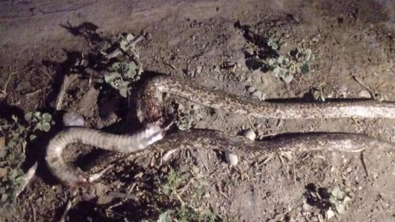 Una joven de 23 años fue mordida por una víbora en 25 de Mayo