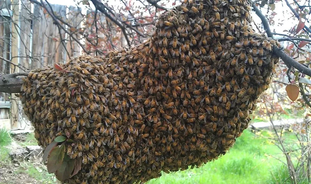 Un apicultor urbano sanjuanino ofrece rescatar enjambrazones