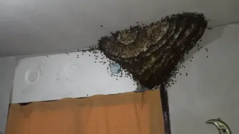 Sorprenden colmena “ocupa” de habitación