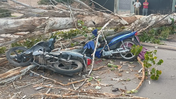 Un motociclista murió y otro resultó herido tras la caída de un árbol por el Zonda en Las Heras.
