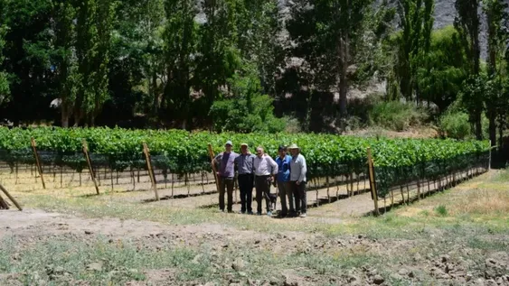 El Chinguillo ahora también es un vino (muy especial)