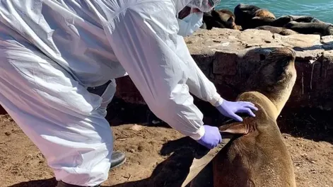 El Senasa confirmó nuevos brotes de gripe aviar en lobos marinos en Necochea y Santa Cruz
