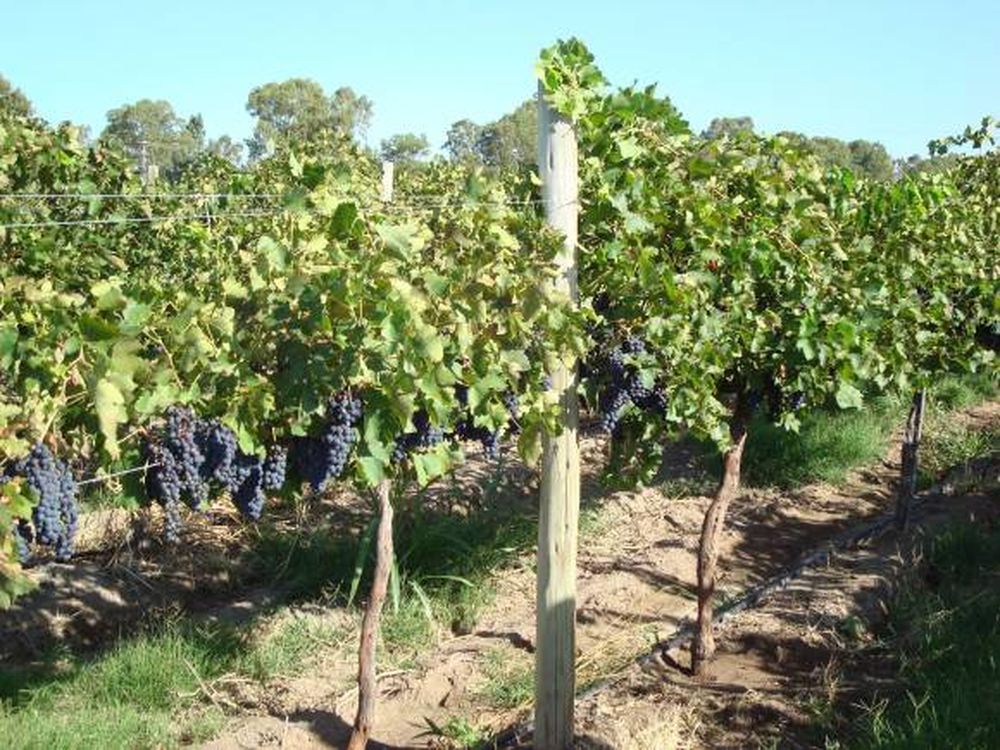 Syrah, Bonarda y Malbec son las variedades del cambio climático