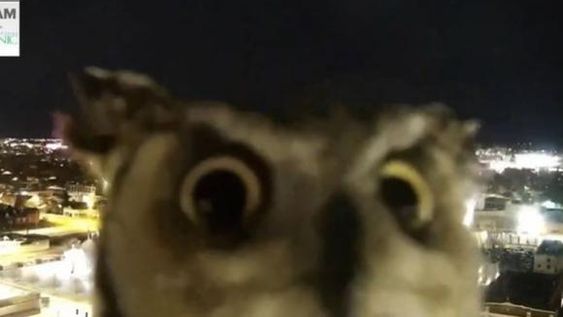 Reto visual: ¿dónde está el búho que se escondió en el árbol?