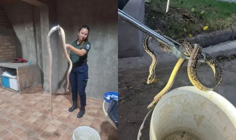 Encontraron a dos serpientes en domicilios sanjuaninos: una fue liberada y la otra murió