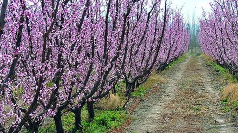 Preocupación y alerta por alto riesgo de daño por heladas
