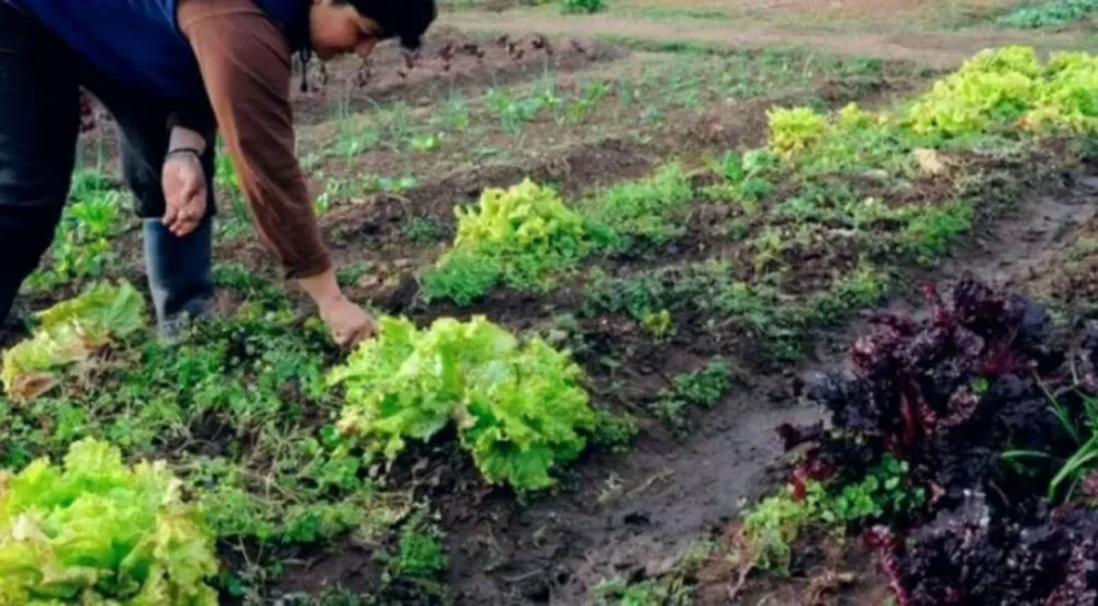 Los chacareros sanjuaninos perdieron un 30% de producción por las últimas lluvias: cómo impacta en el consumidor