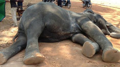 Murió una elefante obligada a cargar turistas sin descanso