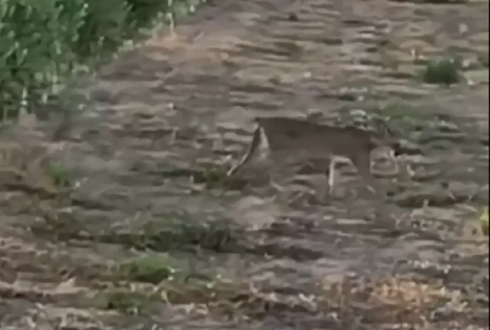 Trabajadores rurales registraron la presencia de pumas en una finca de Sarmiento: “No quieren problemas”