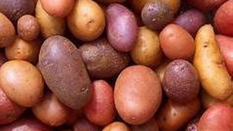 Primer productor de papa en América latina