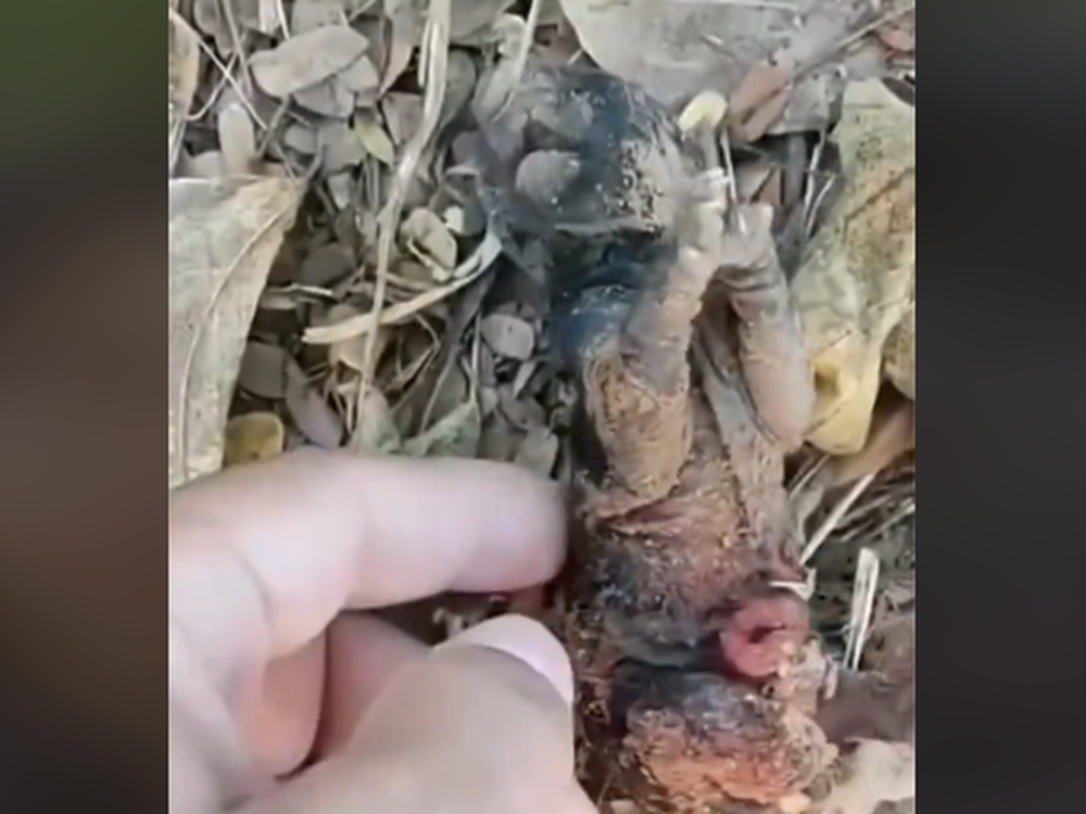 Rescató una cría sin saber de qué se trataba: quedó integrada a la familia