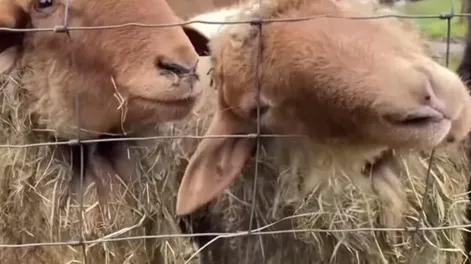 [VIDEO] Cientos de ovejas llaman a vacunarse contra el Covid-19