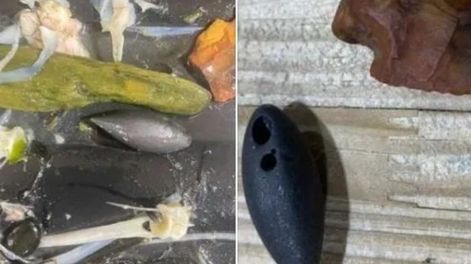 Le abrieron la panza al medio a un cocodrilo y hallaron un tesoro de valor incalculable