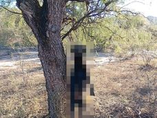 Denunciaron un aberrante caso de maltrato animal. Denunciaron un aberrante caso de maltrato animal.