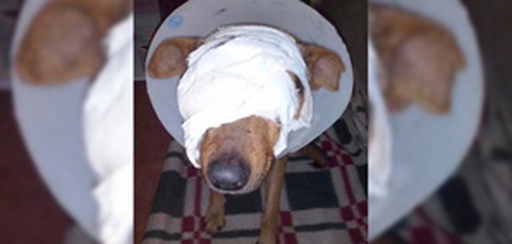 Le arrancó un ojo y los testículos a un perro