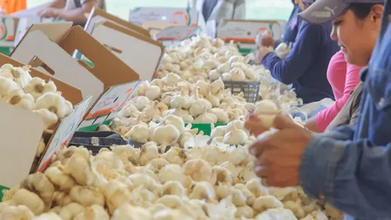 Creció la superficie cultivada con ajo, pero preocupa el aumento del costo de los fletes