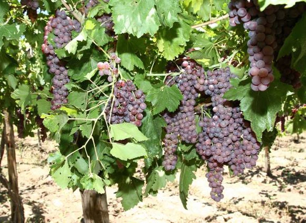 Cosecha: dudas sobre los  buenos pronósticos del INV