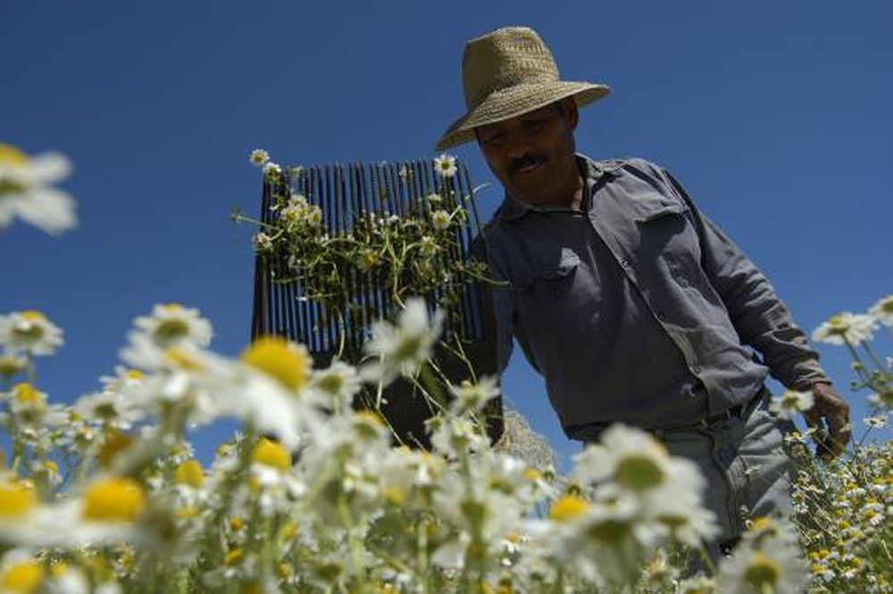 Las aromáticas se achican en superficie y venta en San Juan