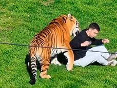 Un hombre ingresó al recinto de un tigre en un zoológico y murió tras ser atacado.