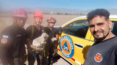 Los perros fueron sacados del reservorio y se encuentran bien.